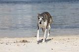 WHIPPET 299